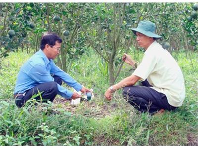 Châu Thành (Hậu Giang) Phát Huy Thế Mạnh Cây Trồng Giá Trị