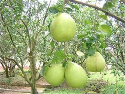 Trồng 257.000 Ha Cây Ăn Quả Đạt Chuẩn GAP Tại Nam Bộ