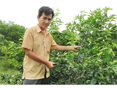 Trồng Chanh Không Hạt Hướng Chuyển Đổi Cây Trồng Tích Cực