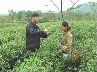 Trồng Chè Đổi Đời