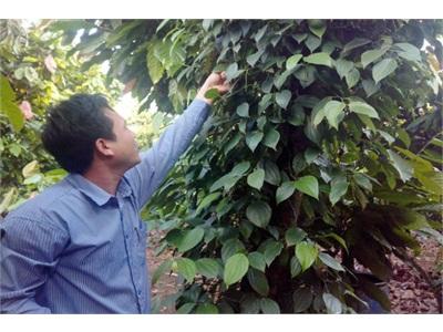 Hồ Tiêu Được Mùa, Được Giá