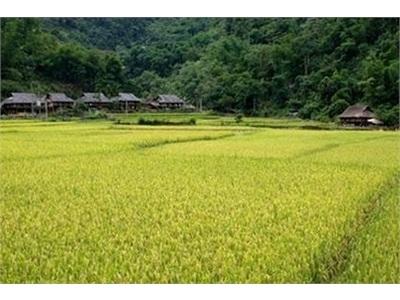 Cách Làm Mới Cứu Lúa Trên Đất Nuôi Tôm