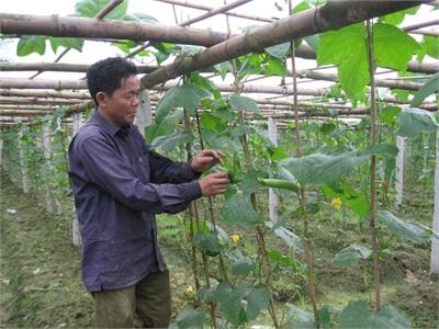 Vĩnh Phúc Trồng Mướp 7 Lá Cho Hiệu Quả Kinh Tế
