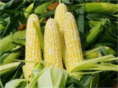 Cần Thay Đổi Phương Thức Gieo Trồng Ngô