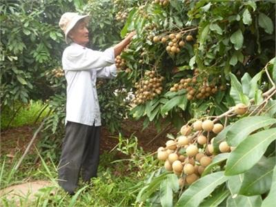 Nhãn Idor Bén Rễ Ở Vùng Đất Cù Lao Tân Thuận Đông (Đồng Tháp)