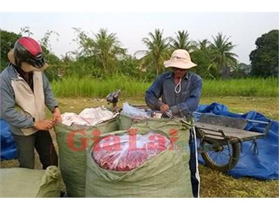 Nhà Nông Lo Lắng Vì Ớt Rớt Giá