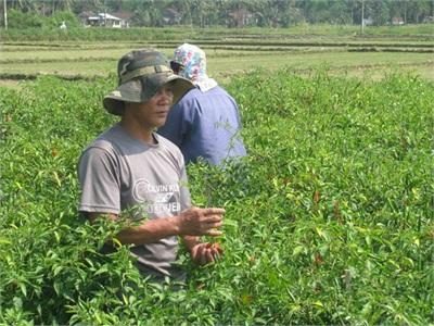 Giá Ớt Sớm Nắng Chiều Mưa