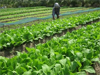 Bỏ Phố Về Quê Làm Rau Sạch