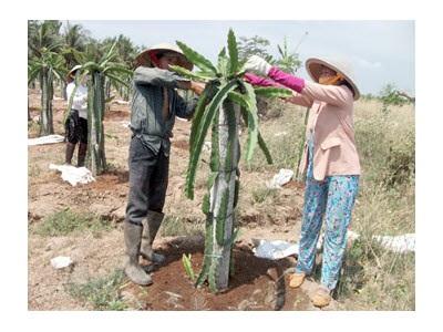 Thanh Long Phát Triển Nóng Và Những Vấn Đề Quan Tâm