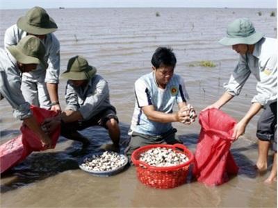 Nông Dân Trà Vinh Trúng Đậm Mùa Nghêu