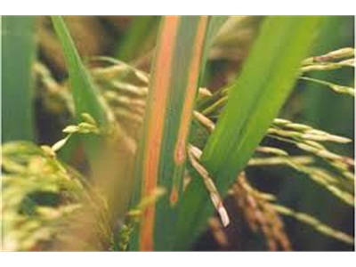 Bắc Ninh Khống Chế Hiện Tượng Vàng Lá Lúa