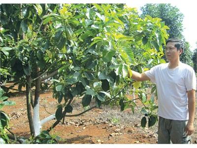 Hiệu Quả Từtrồng Bơ Ghép Xen Cà Phê