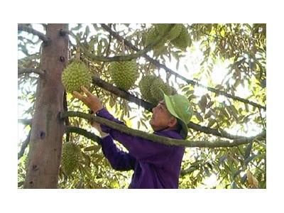 Anh Đặng Văn Lai Xử Lý Sầu Riêng Nghịch Vụ Hiệu Quả