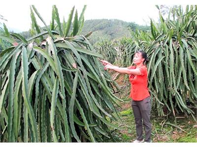 Xã Nam Sơn (Quảng Ninh) Phát Triển Vùng Trồng Thanh Long