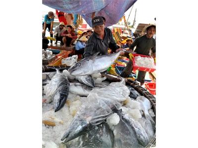 Việt Nam Đặt Mục Tiêu Xuất Khẩu Cá Ngừ Đạt 560 Triệu USD