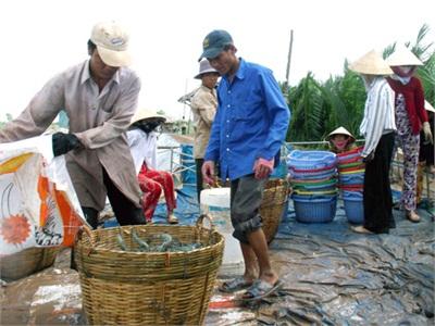 Không Để Tác Động Tâm Lý Làm Giá Tôm Giảm Mạnh