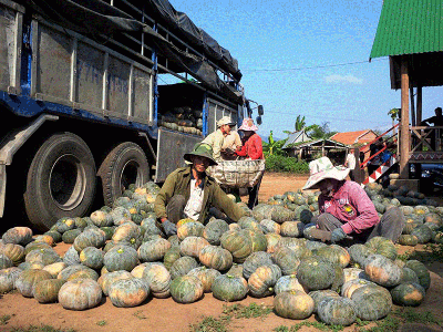 Nông dân khổ sở vì bí mất mùa, mất giá