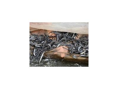 Kỹ thuật nuôi cá kèo chân ruộng muối