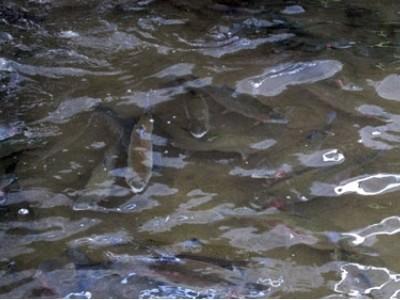 Lai Châu chủ trương phát triển nuôi cá nước lạnh
