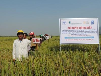 Xây dựng mô hình canh tác lúa chịu ngập úng, nhiễm mặn ở huyện Phù Cát (Bình Định)