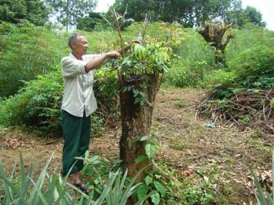 Bảo Thắng (Lào Cai) sẽ có 750 ha cây ăn quả