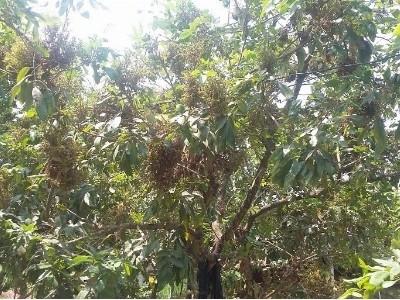 Tây Ninh nguy cơ mất mùa nhãn do dịch bệnh chổi rồng