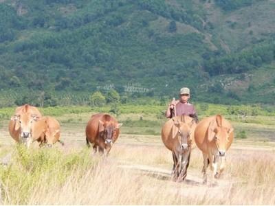 Chăn nuôi quy mô nhỏ hiệu quả và định hướng