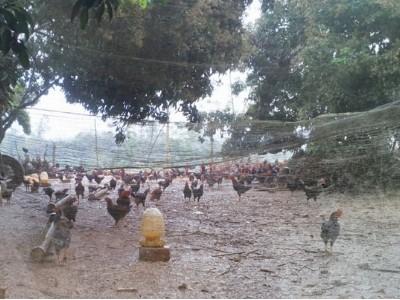 Chuyên nghiệp hóa chăn nuôi gà đồi Sóc Sơn (Hà Nội)