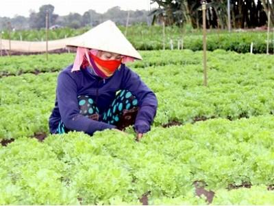 Phát triển vùng chuyên canh rau Thống Nhất (Đồng Nai)