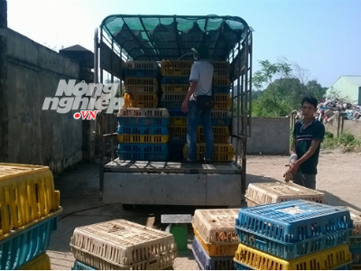 Lại thêm nghịch lý tại cửa khẩu gà Việt chạy ngược sang Trung!