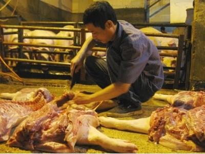Ngành chăn nuôi đón sóng TPP