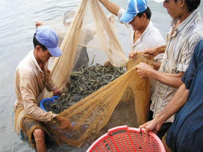 Tình hình sản xuất kinh doanh thủy sản của tỉnh trong quý I/2015