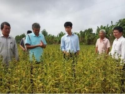Hội thảo Mô hình luân canh mè trên đất trồng lúa