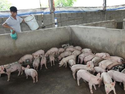 Mô hình nuôi heo trên đệm lót sinh học đạt hiệu quả tốt