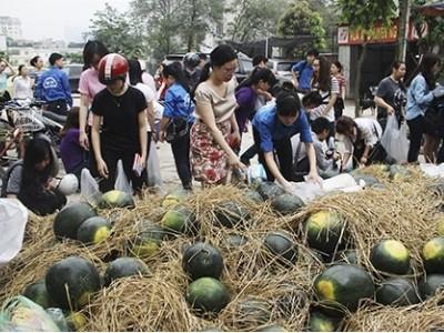 Người Hà Nội mua dưa hấu ủng hộ nông dân Quảng Nam