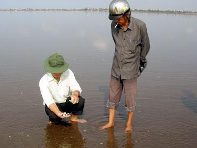 Nhiều khả năng nghêu chết là do biến động môi trường