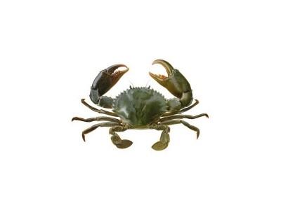 Nuôi cua, chạch trong ruộng lúa