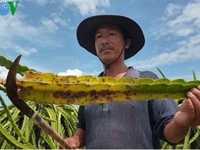 Tích cực phòng chống bệnh đốm nâu hại thanh long