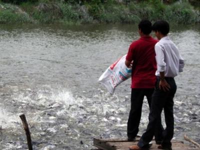 Phòng, chống dịch bệnh trên cá tra giai đoạn 2015-2020 trên địa bàn tỉnh Tiền Giang