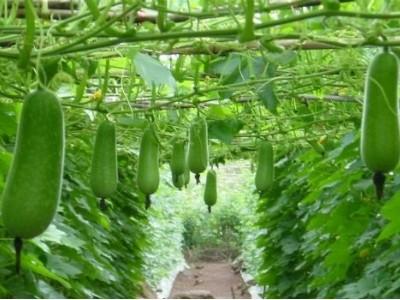 Giá nhiều loại rau củ giảm mạnh