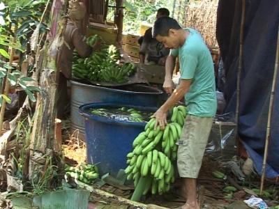 Trảng Bom vào mùa thu hoạch chuối