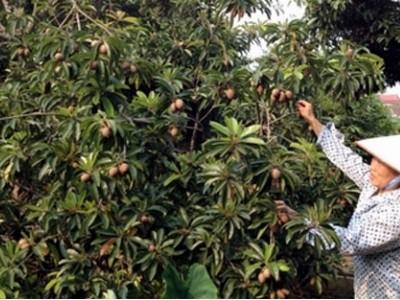 Ngọt ngào hồng xiêm nếp