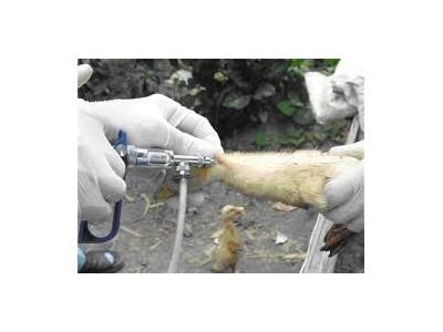 Bình Định tiêm phòng vắc-xin cúm gia cầm cho trên 2 triệu con gà, vịt