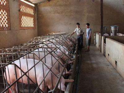 Hướng phát triển kinh tế bền vững của nông dân Hòa Hiệp (Dak Lak)