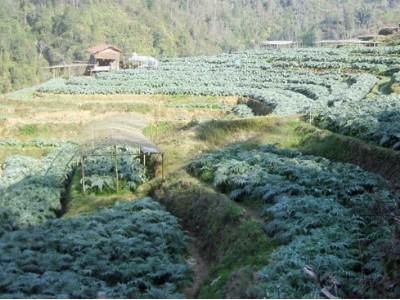 Sa Pa thu hoạch trên 3.440 tấn lá atisô tươi trong niên vụ 2014–2015