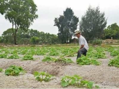Trồng màu trái vụ thu nhập khá