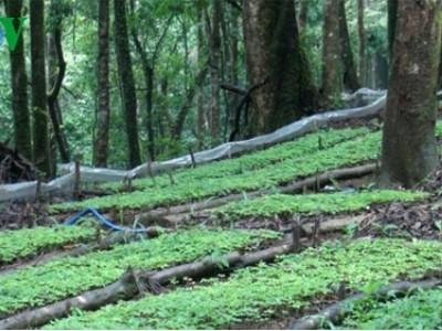 Quảng Nam quy hoạch 19.000 ha trồng sâm Ngọc Linh