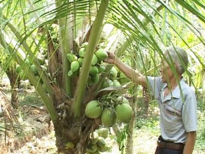 Mô hình vườn dừa xiêm xanh hiệu quả