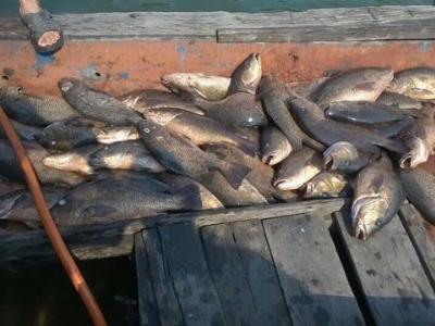 Cá nuôi trên vùng biển Vũng Áng bỗng chết bất thường hàng loạt