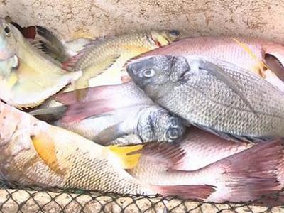 Bộ Tài nguyên và Môi trường họp khẩn truy tìm nguyên nhân cá chết